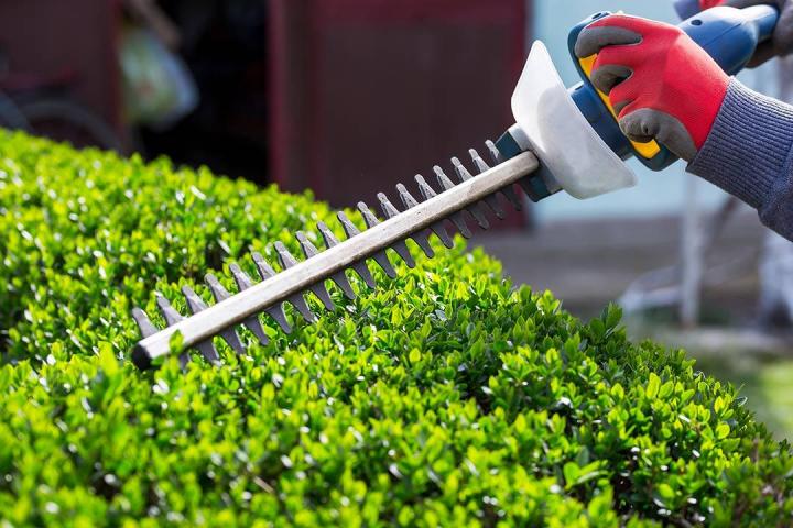 Service d'entretien de jardin Martinique